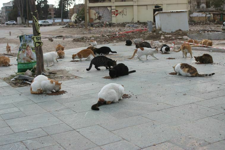 Hatay'da Sokak Hayvanlarına Can Oldu! Depremden Beri 200 Kedi Besliyor