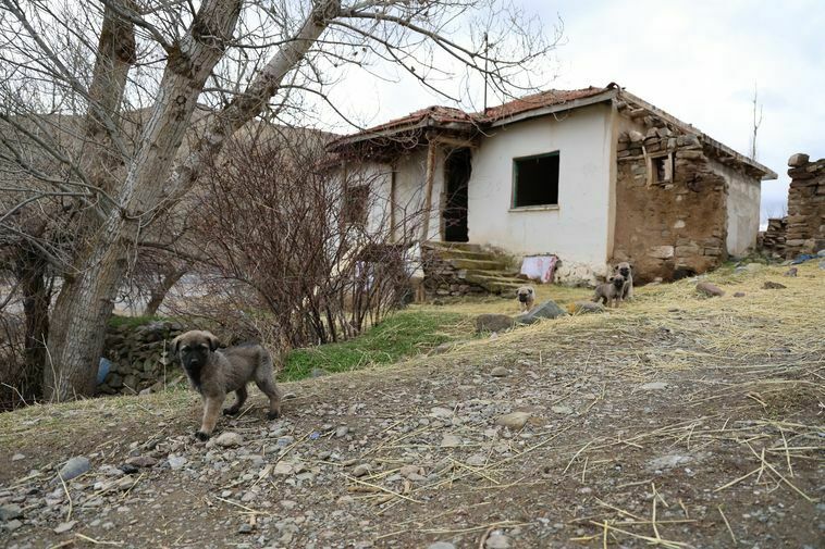 Köyü Cinler Bastı3 Result