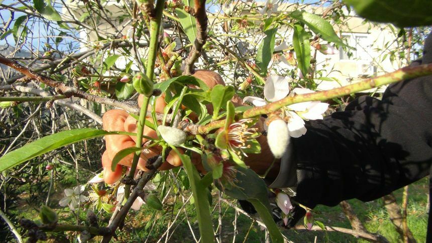 Mersin'de Badem Ağaçları Çiçek Açtı