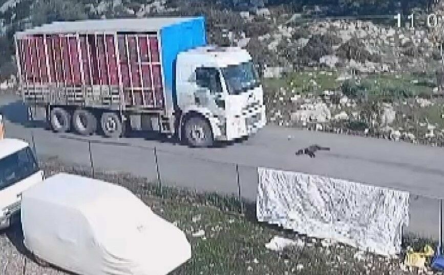 Mersin'de Kamyonun Köpeği Ezdiği Anlar Kameraya Takıldı