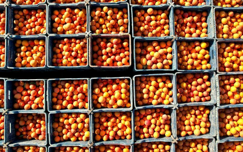 Adana Kan Portakalında Hasat Zamanı! Kilosu 12 Liradan Satılıyor