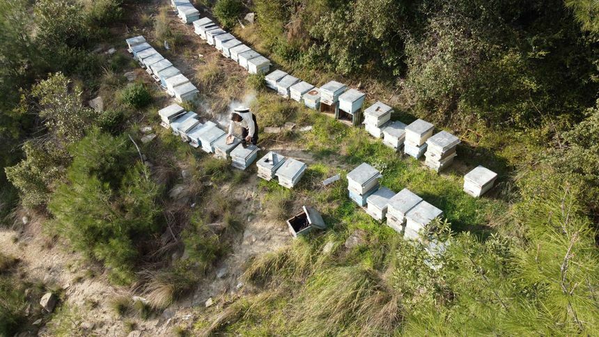 Adana'da Arılar Kış Uykusuna Yatmadı! Zarar Büyük 