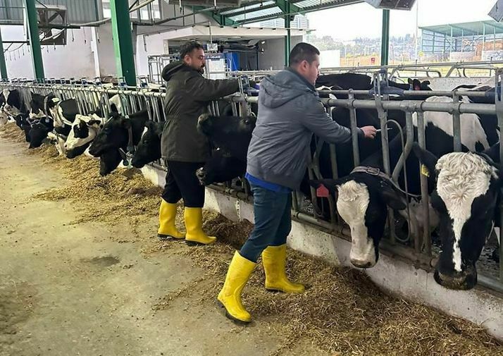 Adana'da Besicilere Ücretsiz Şap Aşısı Desteği! İşte Tarihler 