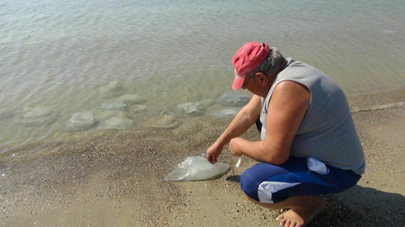 Akdeniz'de Alarm! Denizanaları Sahilleri Istila Etti (2) Result