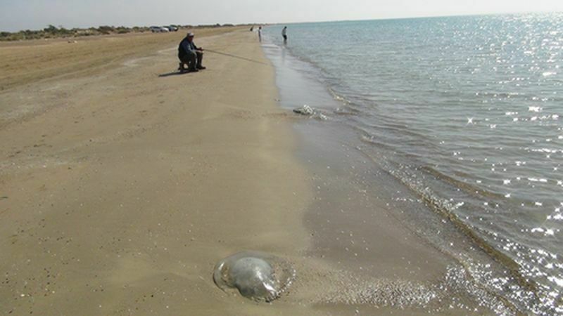 Akdeniz'de Alarm! Denizanaları Sahilleri Istila Etti (3) Result