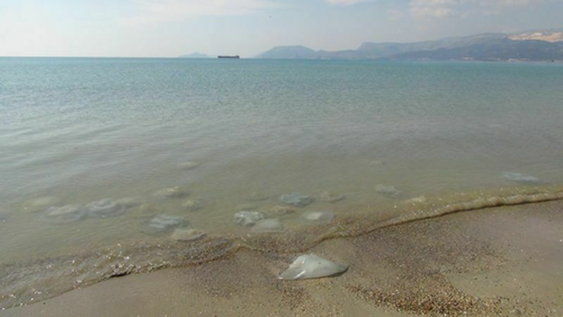 Akdeniz'de Alarm! Denizanaları Sahilleri Istila Etti (4) Result