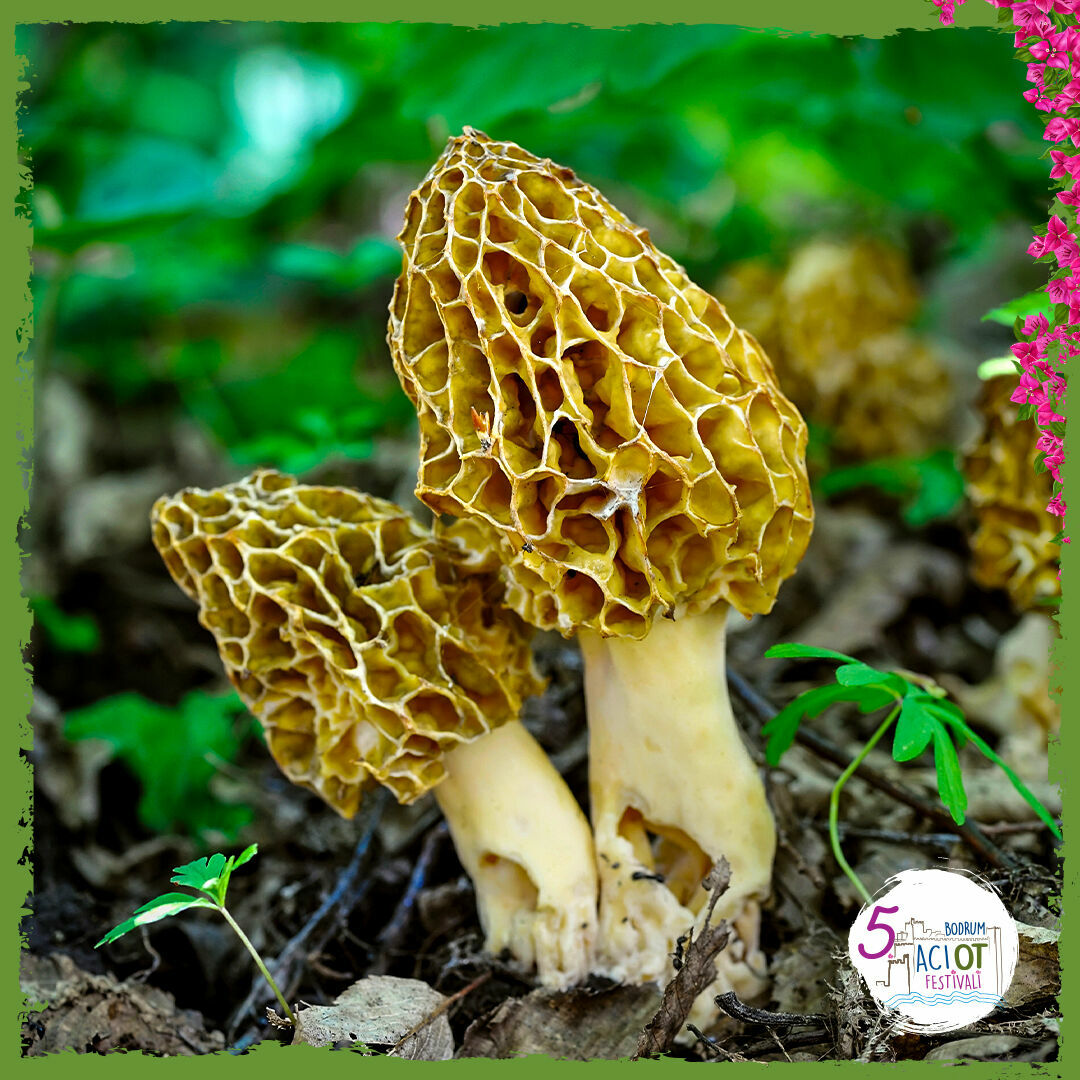 Bodrum'da 5. Acı Ot Festivali Düzenlenecek (3)