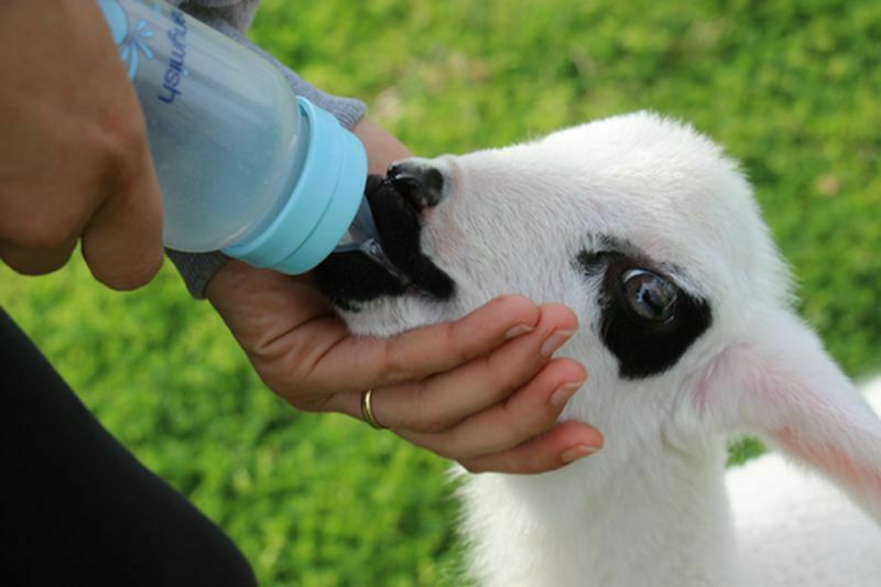 Bu Kuzu Koşu Bandında Yürüyor Spor Yapıyor (5) Result