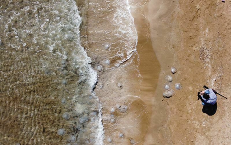 Denizanaları Sahilleri Istila Etti (2)