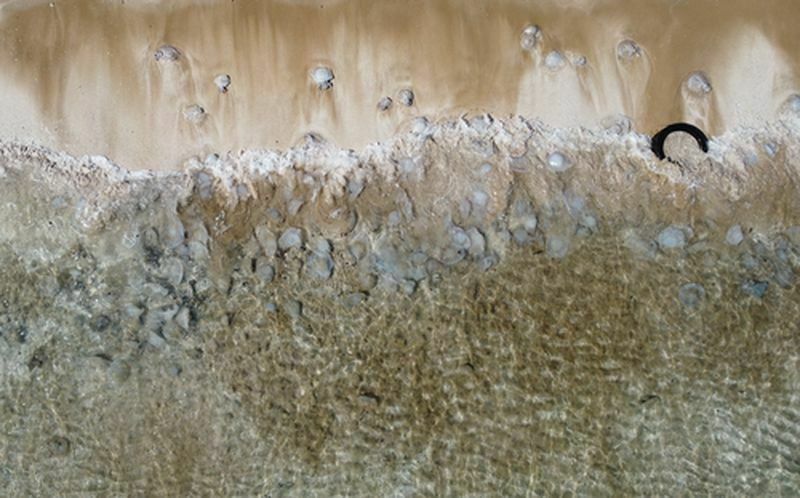 Denizanaları Sahilleri Istila Etti