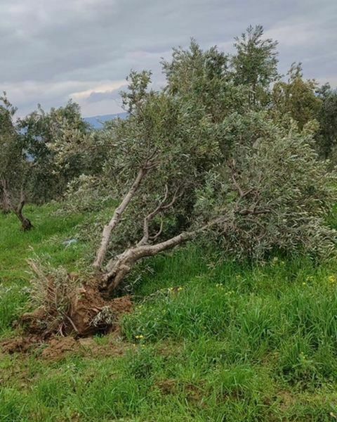 Dev Hortum Zeytin Ağaçlarını Kökünden Söktü 