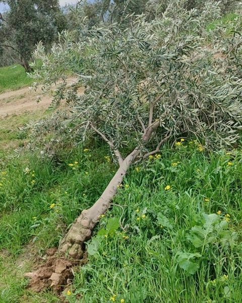 Dev Hortum Zeytin Ağaçlarını Kökünden Söktü  