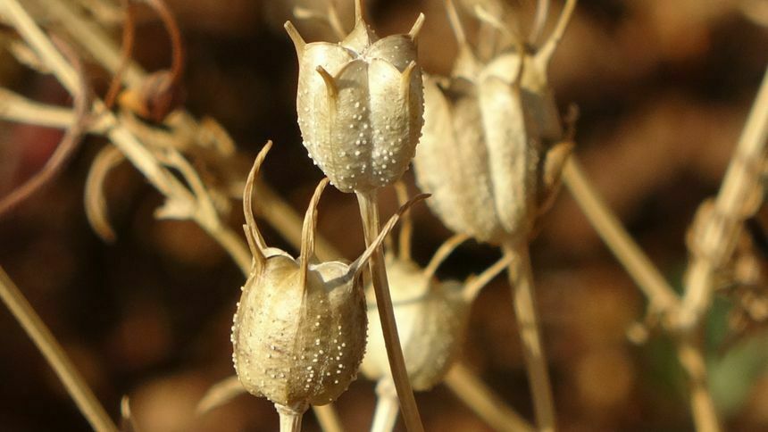 Doğanın Şifalı Hediyesi Çörekotunun Faydaları Neler 
