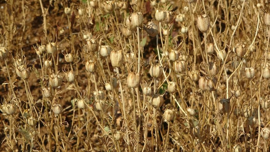 Doğanın Şifalı Hediyesi Çörekotunun Faydaları Neler 