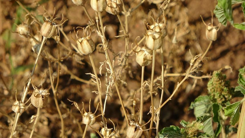 Doğanın Şifalı Hediyesi Çörekotunun Faydaları Neler