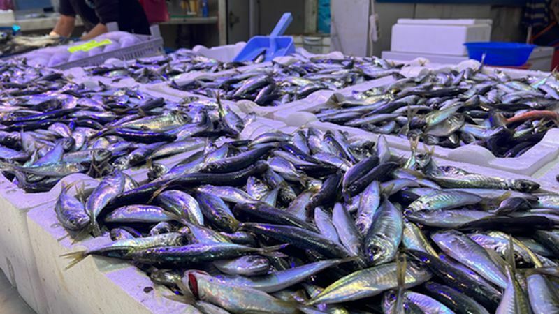 Hamsi Yerini Istavrite Bıraktı! İşte Istavrit Fiyatı (4) Result