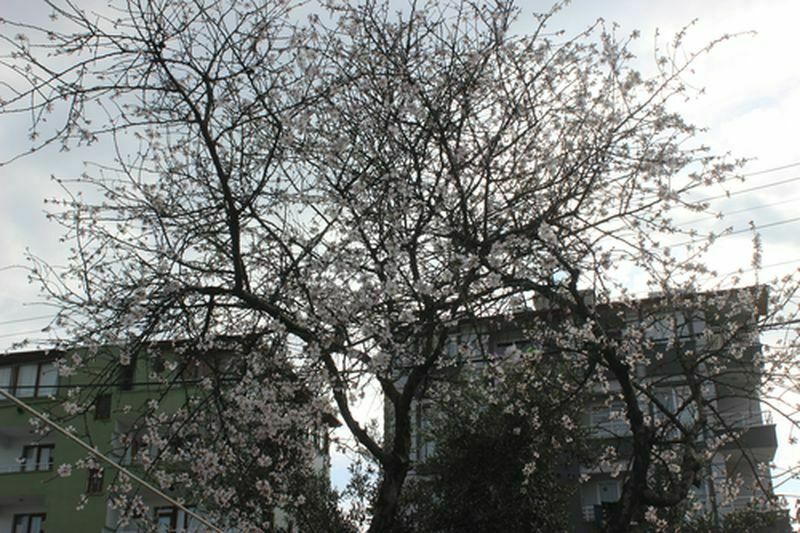 Hatay'da Erken Çiçek Açan Badem Ağacı Şaşırttı