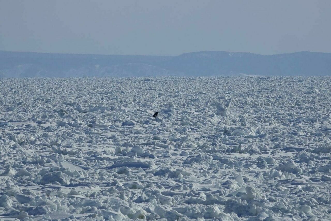 Japonya'da Katil Balinalar Buz Kütlesine Sıkıştı