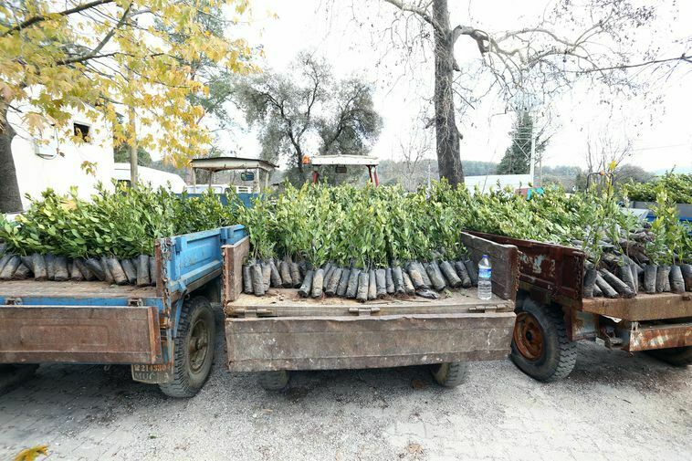 Karya'nın Hazinesi Defne Bahçeleri Muğla'da Kuruluyor 