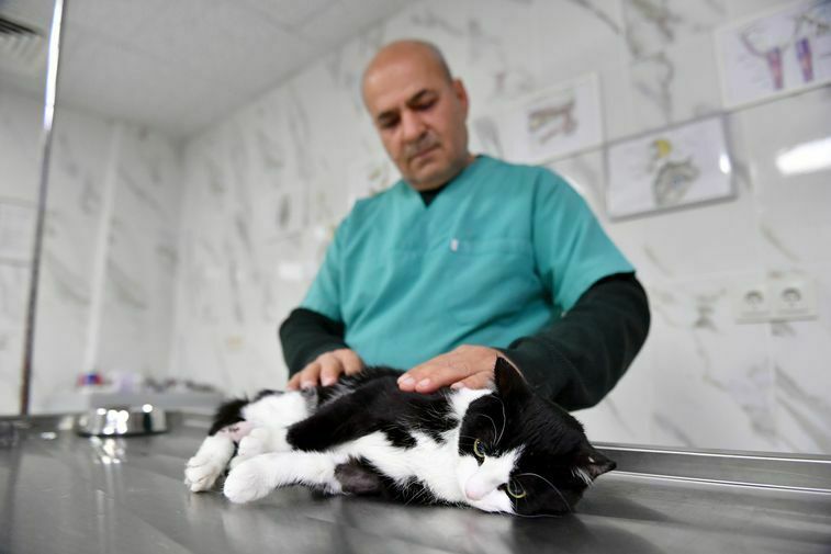 Mersin'de Demir Korkuluklara Saplanan Kedi Kurtarıldı 