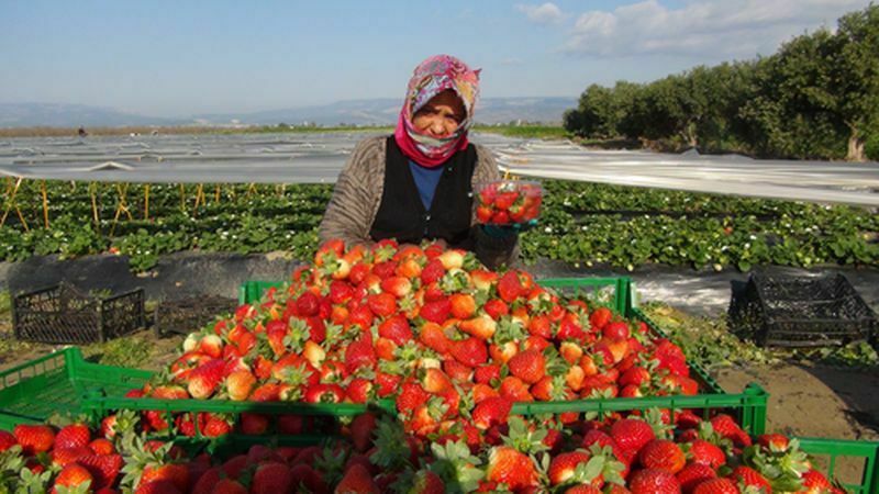 Mersin'de Örtü Altı Çilek Hasadı! Çileğin Kilosu Tarlada Ne Kadar 