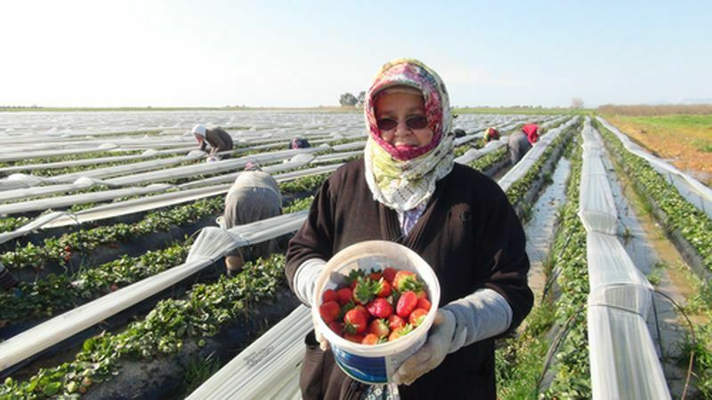 Mersin'de Örtü Altı Çilek Hasadı! Çileğin Kilosu Tarlada Ne Kadar 