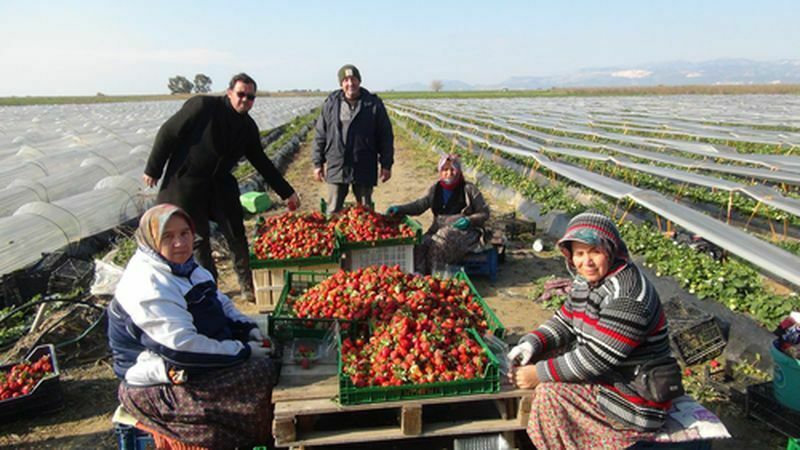 Mersin'de Örtü Altı Çilek Hasadı! Çileğin Kilosu Tarlada Ne Kadar 