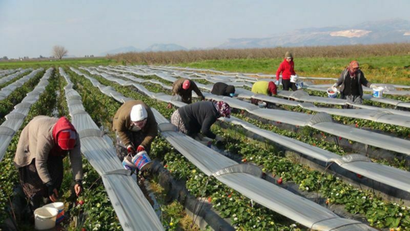 Mersin'de Örtü Altı Çilek Hasadı! Çileğin Kilosu Tarlada Ne Kadar 