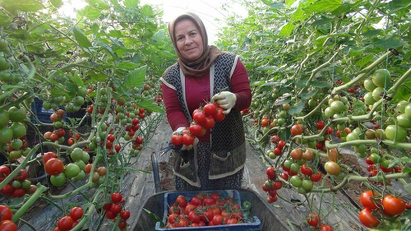 Mersin'de Örtü Altı Domates Hasadı Başladı