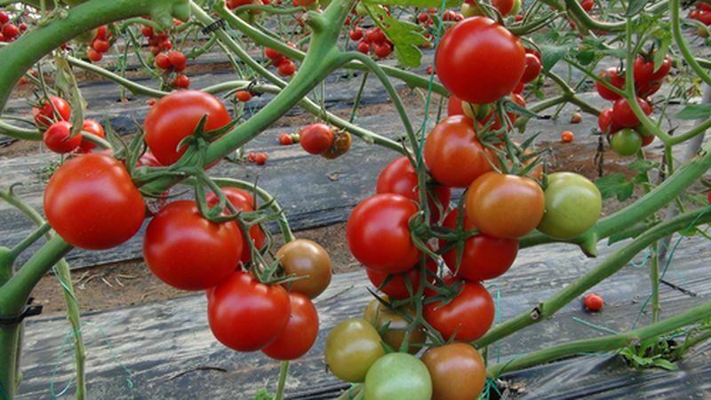 Mersin'de Örtü Altı Domates Hasadı Başladı