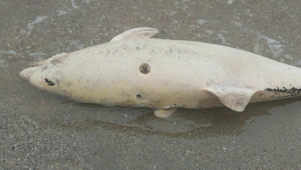 Ölü Yunus Sahile Vurdu