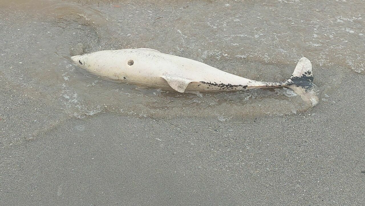 Ölü Yunus Sahile Vurdu3