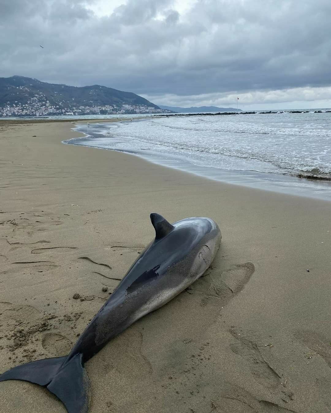 Ordu Ve Şile Sahillerine Ölü Yunuslar Vurdu 