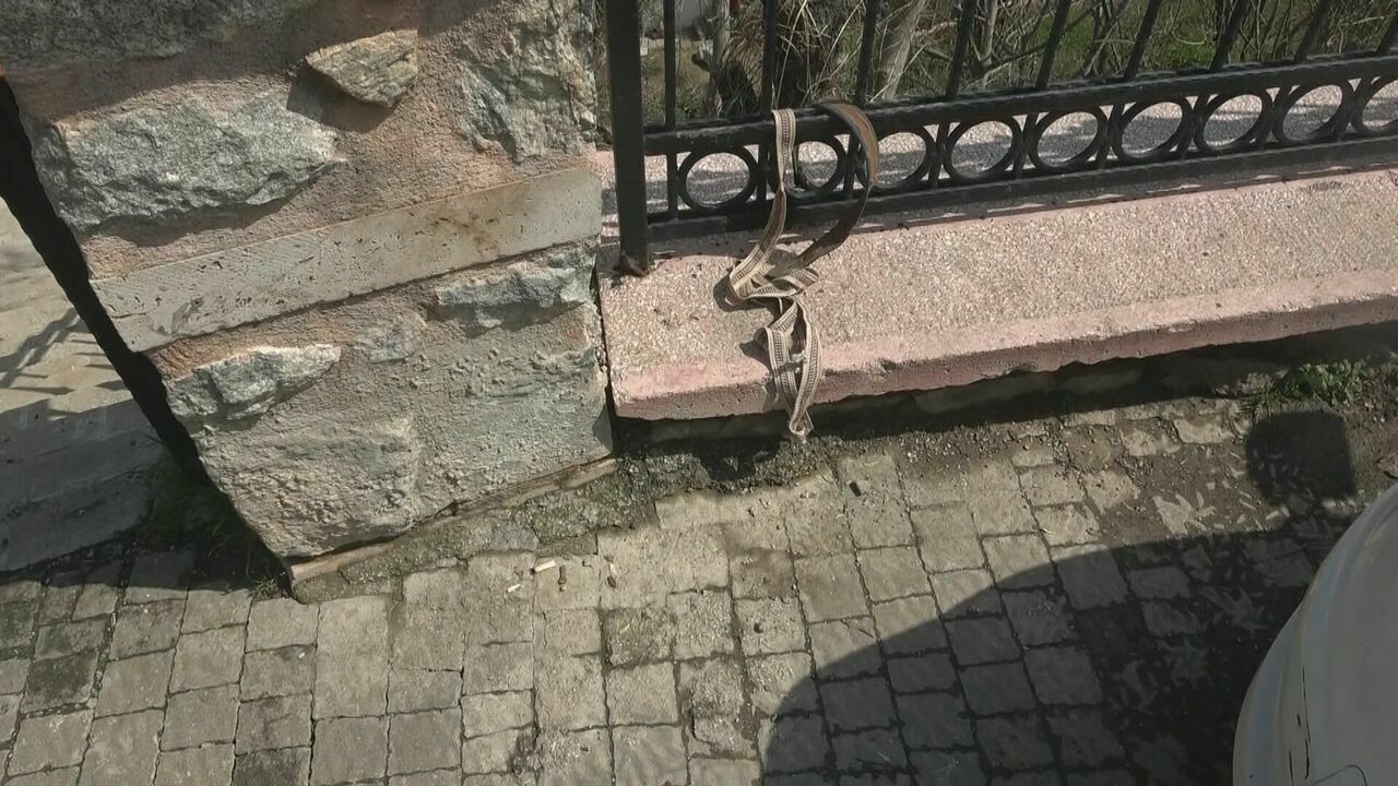 Başıboş Köpekler 2 Çocuğu Isırd3