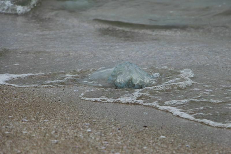 Burnaz Sahilinde Denizanası Istilası! (4) Result