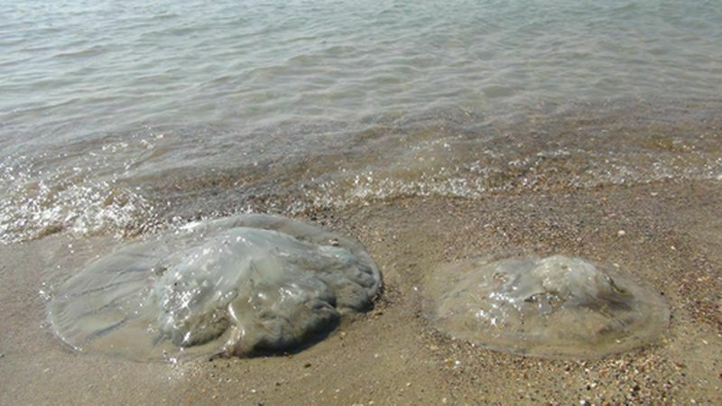 Denizanası Zehri Kanser Tedavisinde Kullanılabilir Mi (3) Result