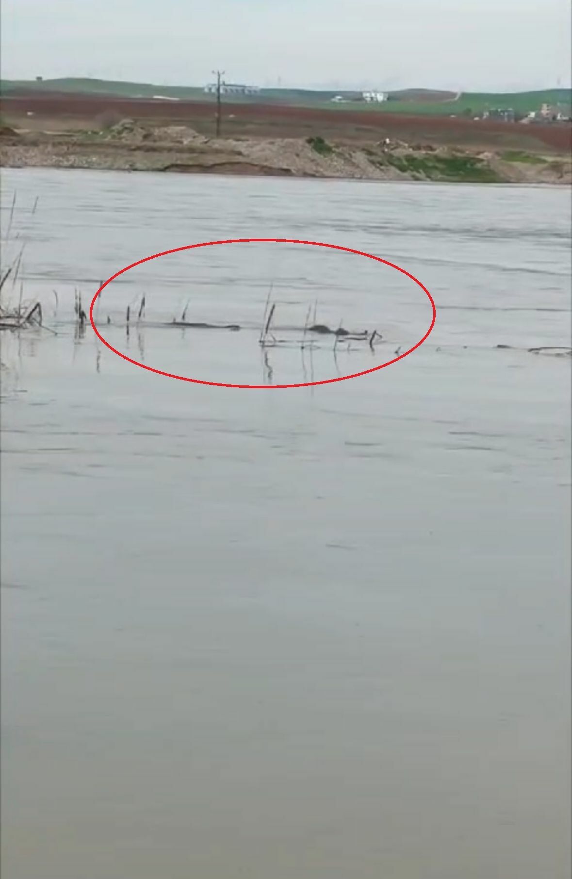 Dicle Nehri'nde Su Samuru Görüldü (2)