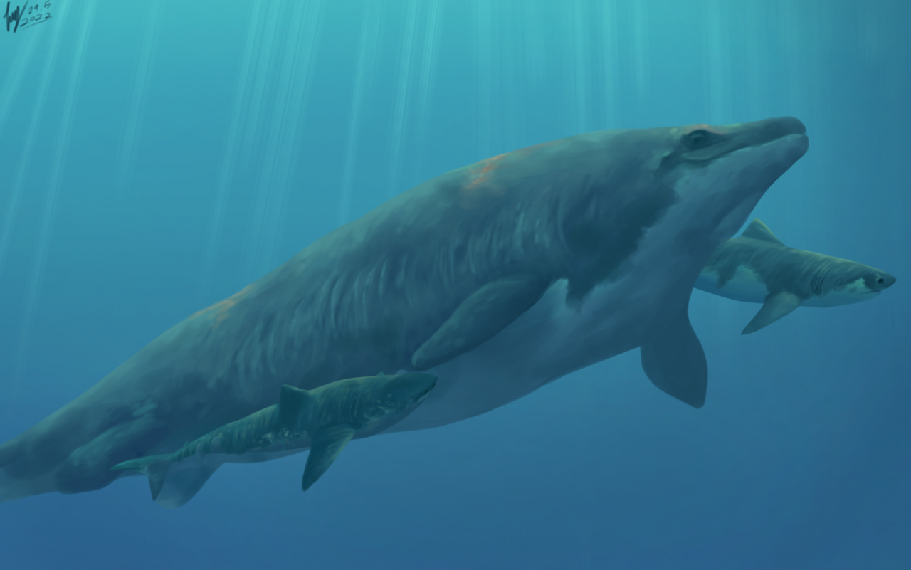 Fas'ta yeni bir Deniz Kertenkelesi türü bulundu: Khinjaria Acuta