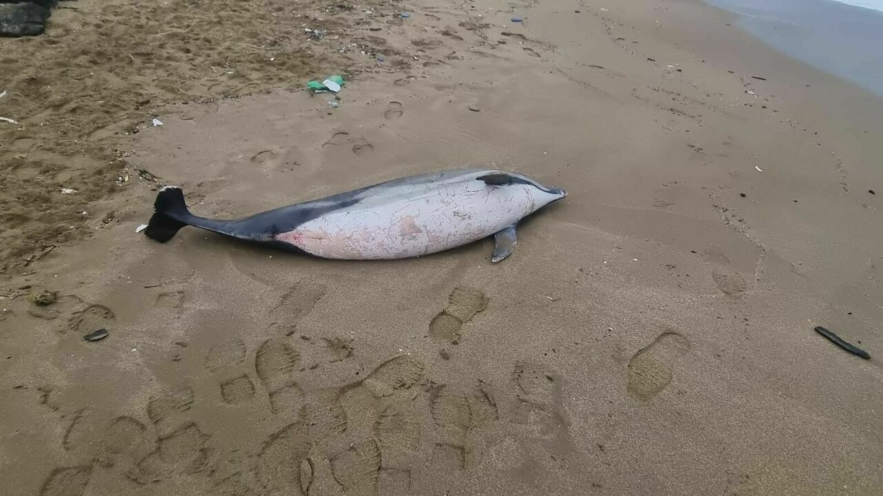 Sinop Sahilinde Ölü Yunus Bulundud