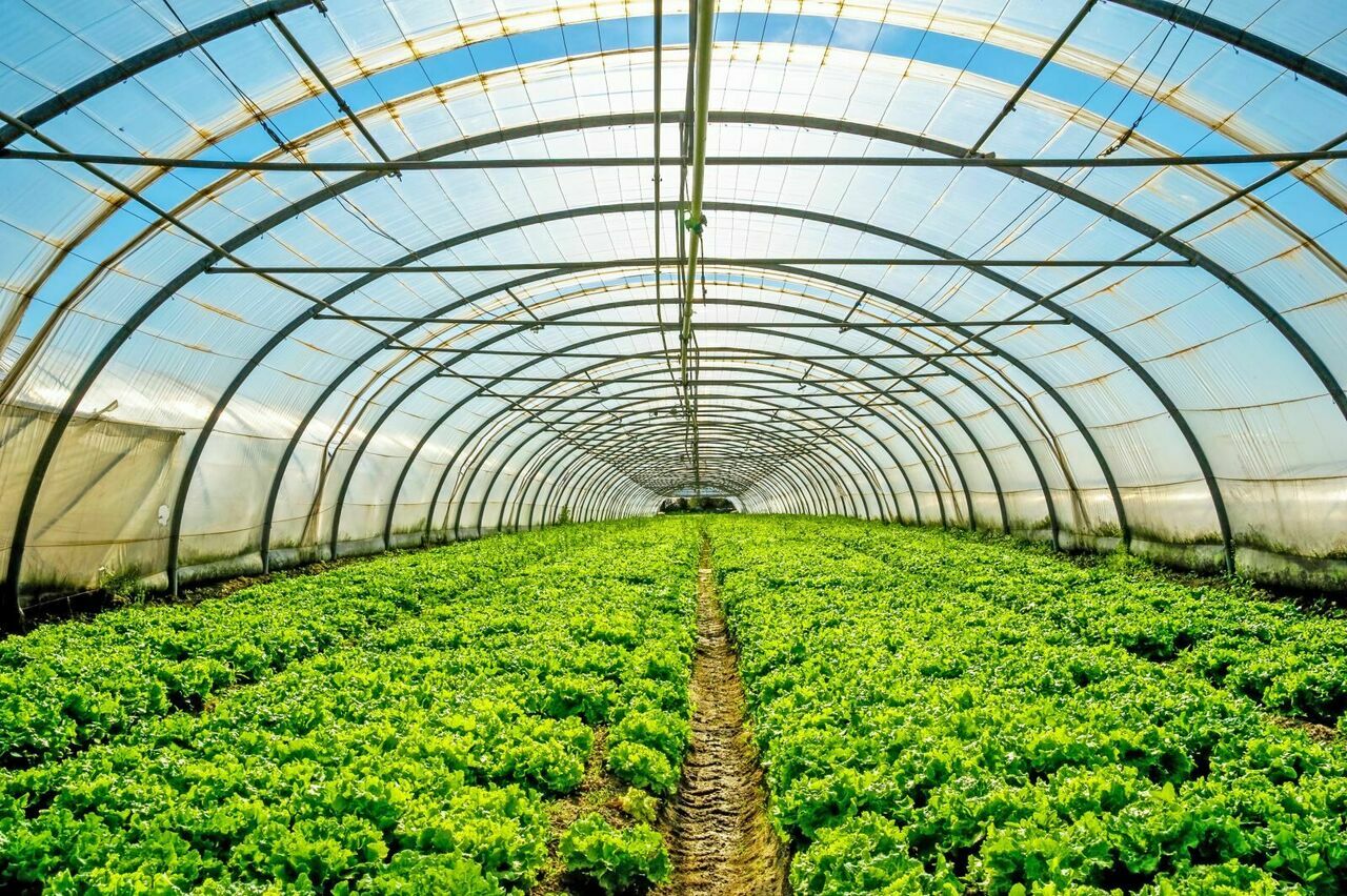 Kocaeli, çiftçi, modern sera, mahsul, verimlilik, sera naylonu, tarım, üretici, destek