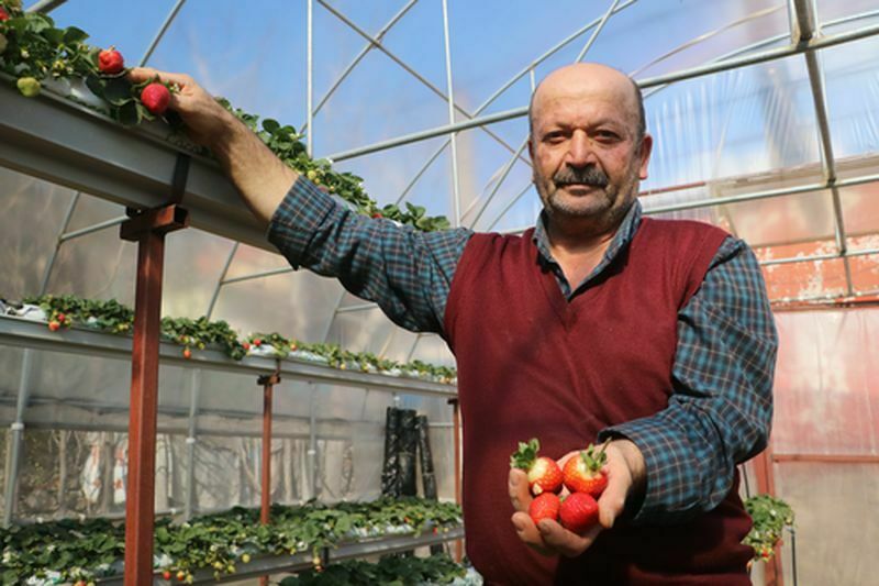 Hatay'da Depremzede Çiftçiden Ilk Çilek Hasadı (2) Result