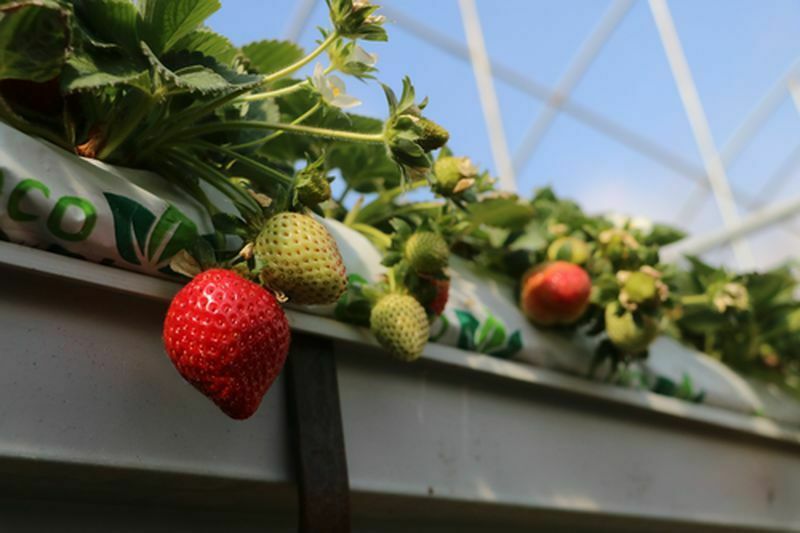 Hatay'da Depremzede Çiftçiden Ilk Çilek Hasadı (4) Result