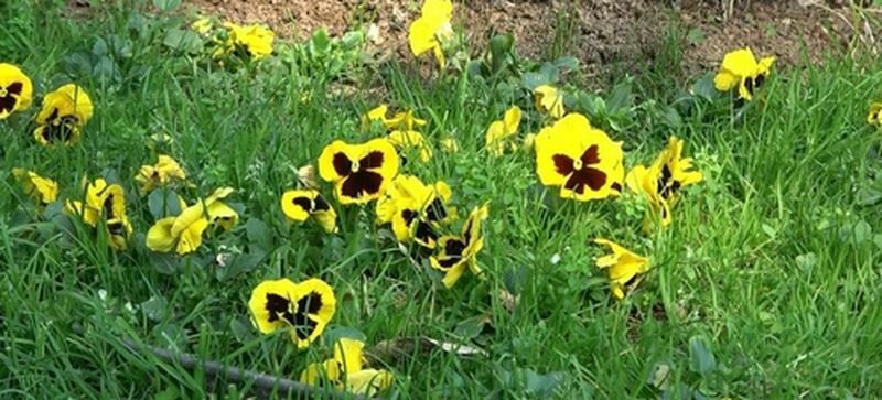 Küresel Isınma Alarmı! Ayılar Kış Uykusuna Yatmadı, Leylekler Erken Göç Etti (2) Result