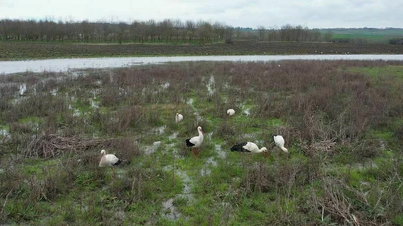 Küresel Isınma Alarmı! Ayılar Kış Uykusuna Yatmadı, Leylekler Erken Göç Etti (5) Result