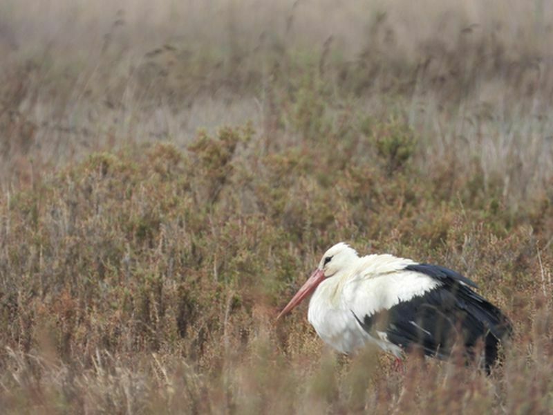 Kuruma Noktasına Gelmişti! Mileyha Baharla Canlandı (4) Result