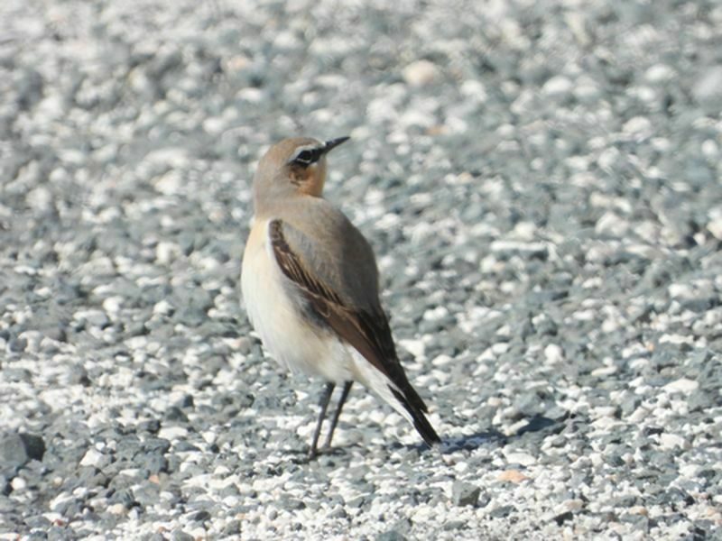 Kuruma Noktasına Gelmişti! Mileyha Baharla Canlandı (5) Result