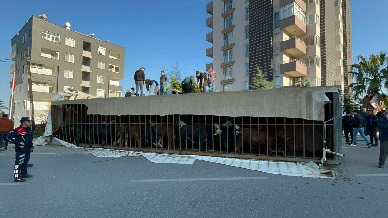 Mersin'de Canlı Büyükbaş Hayvan Taşıyan Tır Devrildi (2) Result