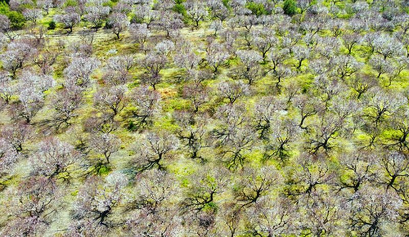 Mersin'de Kayısı Bahçeleri Beyaza Büründü (2) Result