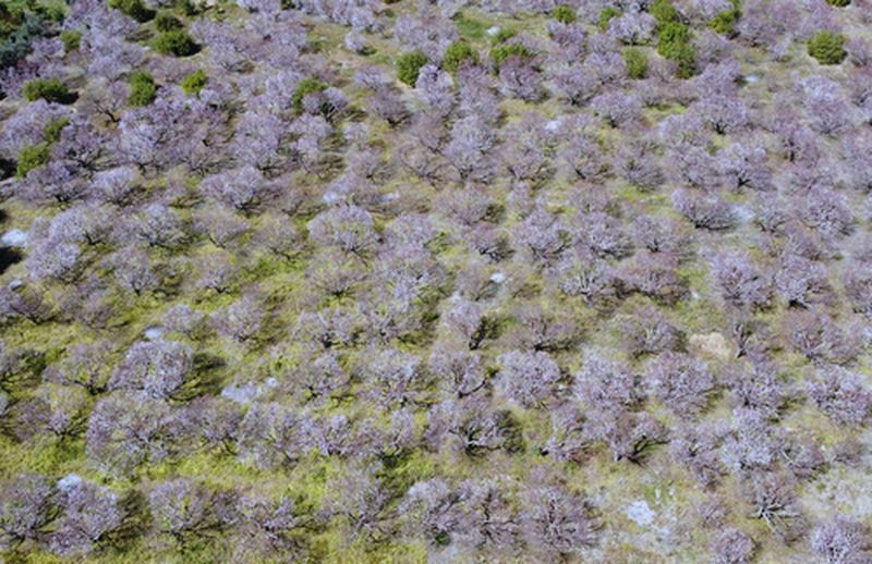Mersin'de Kayısı Bahçeleri Beyaza Büründü (3) Result