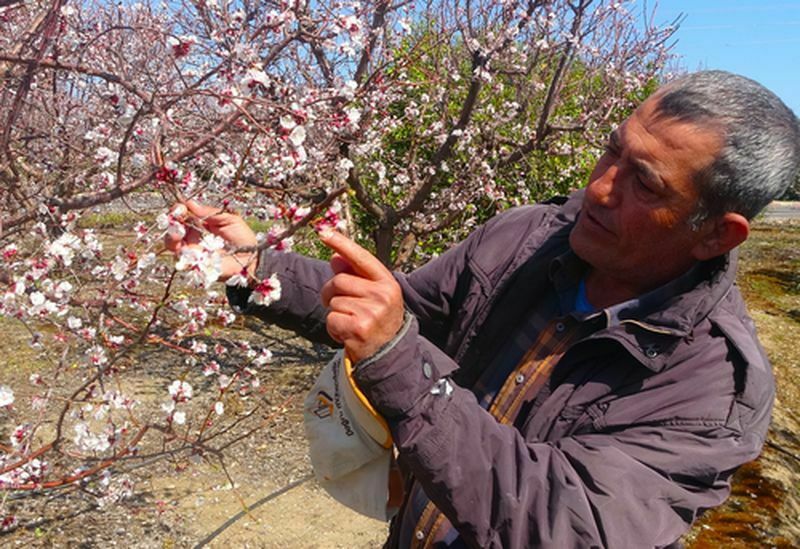 Mersin'de Kayısı Bahçeleri Beyaza Büründü (4) Result